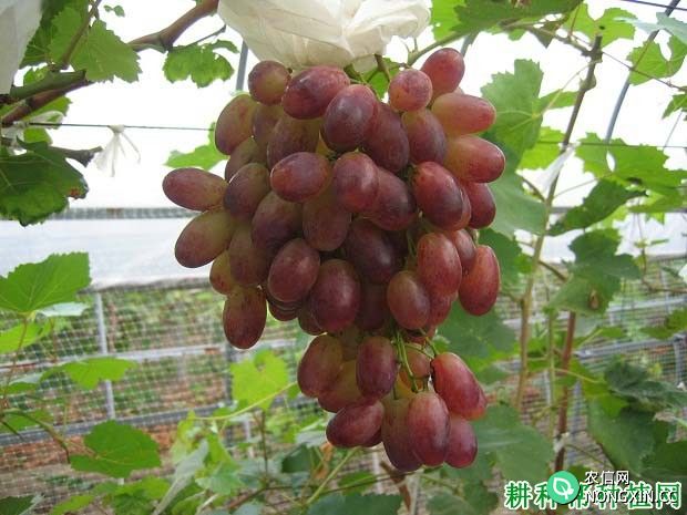 里扎马特葡萄品种好不好 种植里扎马特葡萄需要注意什么