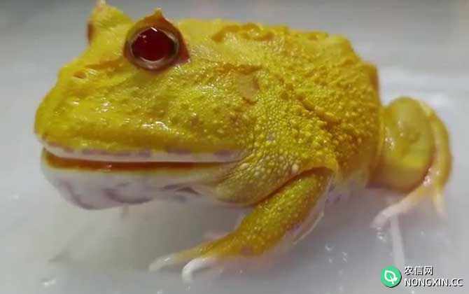 黄金角蛙