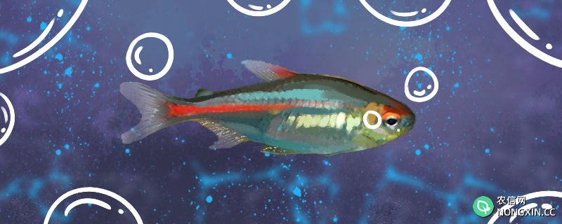 红灯管鱼好养吗，怎么养