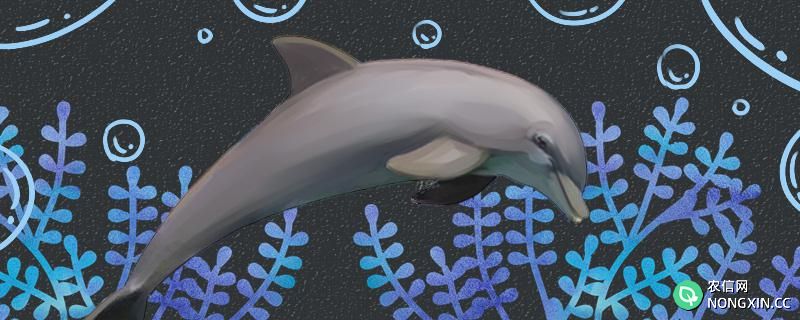 海豚是冷血动物吗，会冬眠吗