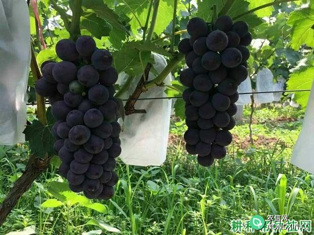 京亚葡萄品种好不好 种植京亚葡萄需要注意什么