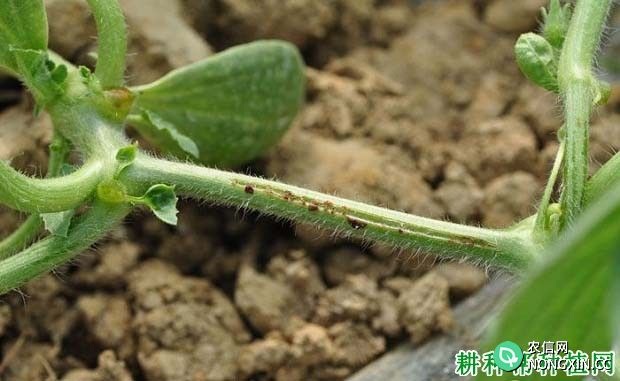 种西瓜如何防治西瓜蔓枯病