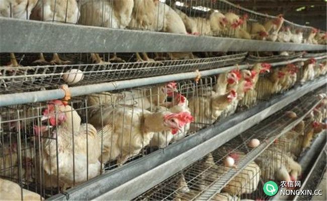 养鸡省料、减少养殖鸡成本有四招