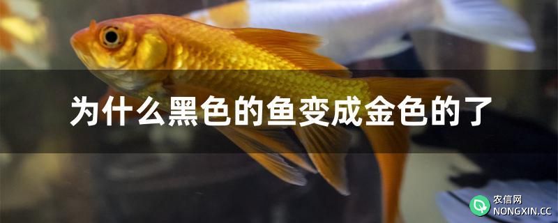 为什么黑色的鱼变成金色的了