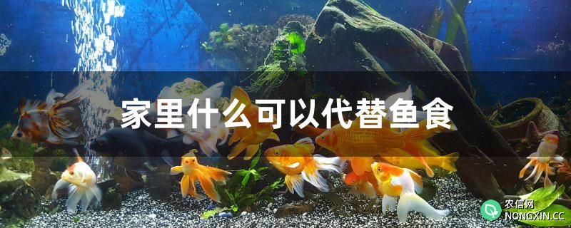 家里什么可以代替鱼食