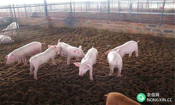 环保养猪场日常管理有什么要求