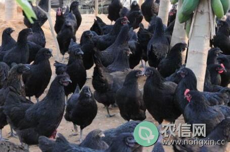 五黑鸡市场价格多少钱一斤