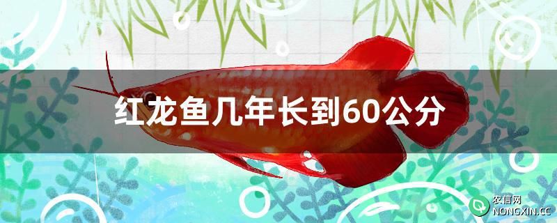 红龙鱼几年长到60公分