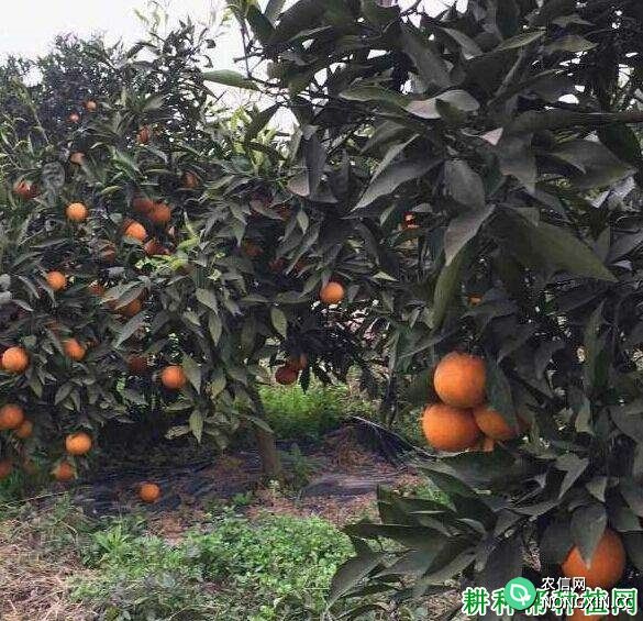 长叶香橙品种好不好
