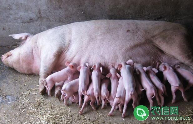 如何为难产母猪接产，巧用掏猪法来助产(图1)