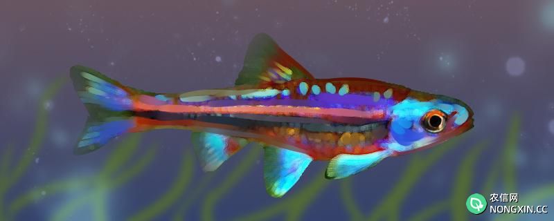 紫光精灵鱼好养吗，怎么养