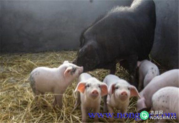 猪繁殖障碍性疾病