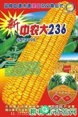 中农大236玉米品种好不好