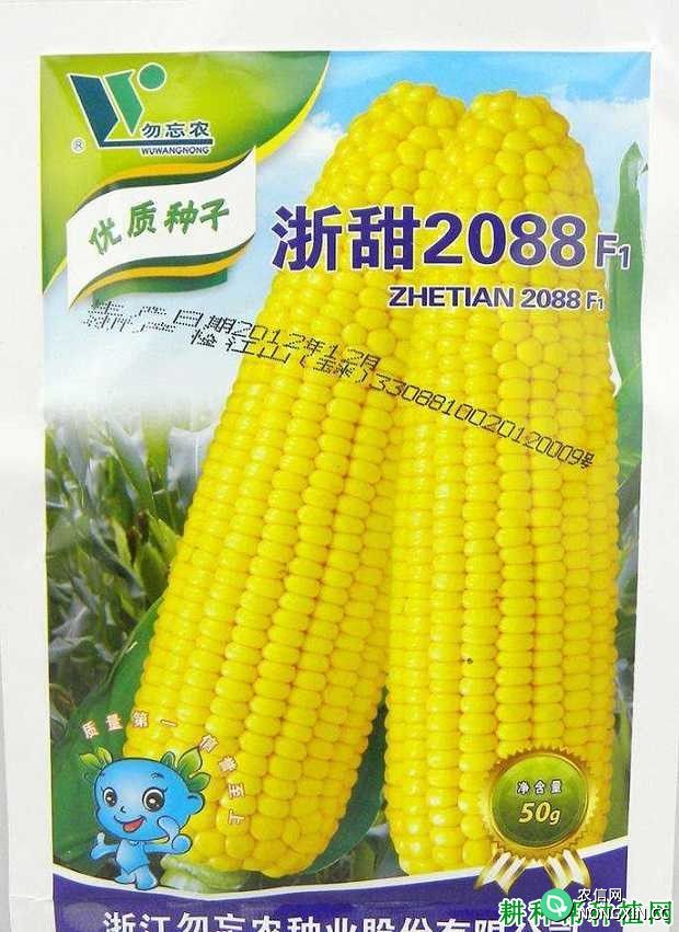 浙甜2088玉米品种好不好