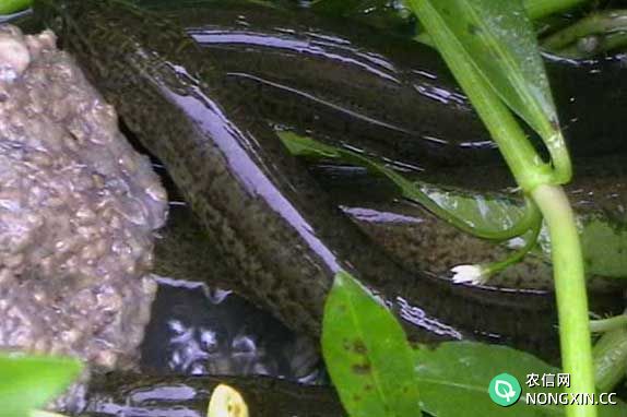 黄鳝疾病防治