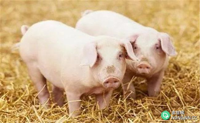 维生素在猪生长发育中所起的作用