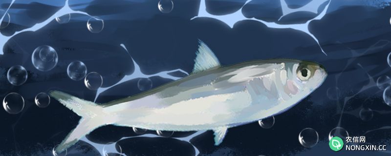 沙丁鱼是深海鱼吗，可以养殖吗
