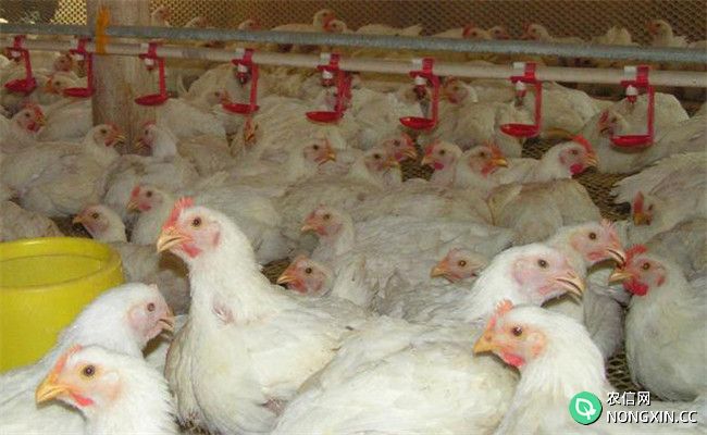 如何科学高效给药防控鸡群疾病