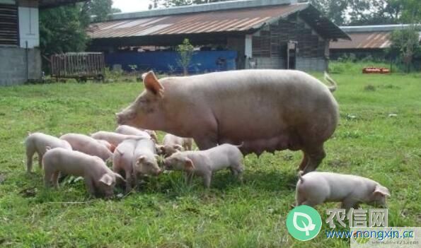 后备母猪几个月配种，母猪配种的最佳月龄是多少