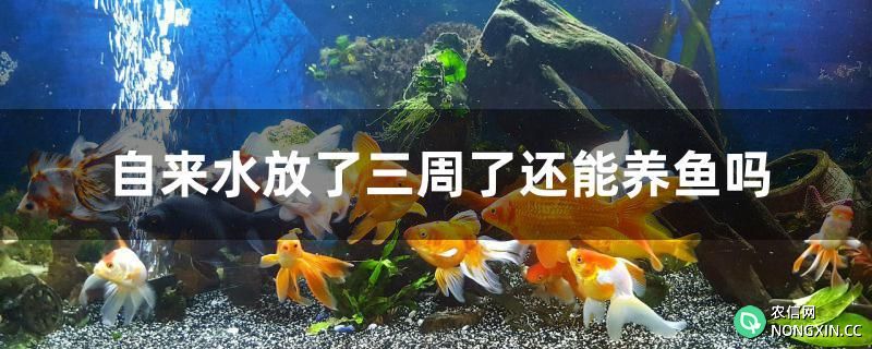 自来水放了三周了还能养鱼吗