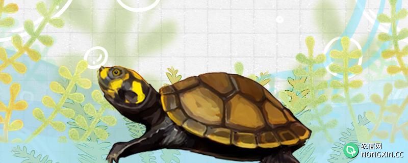 黄头侧颈龟不吃食什么原因，怎么解决