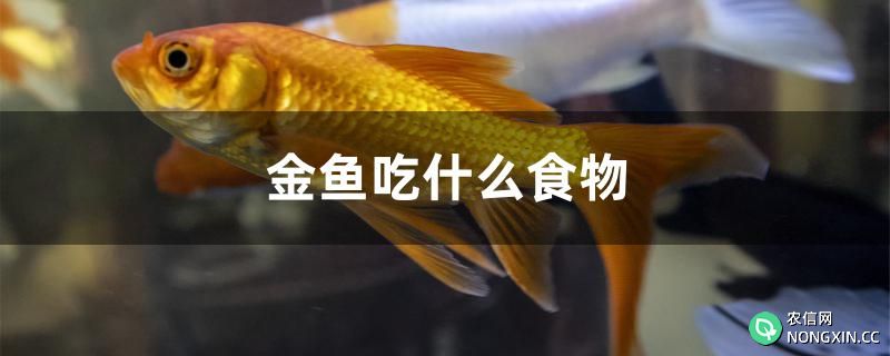 金鱼吃什么食物