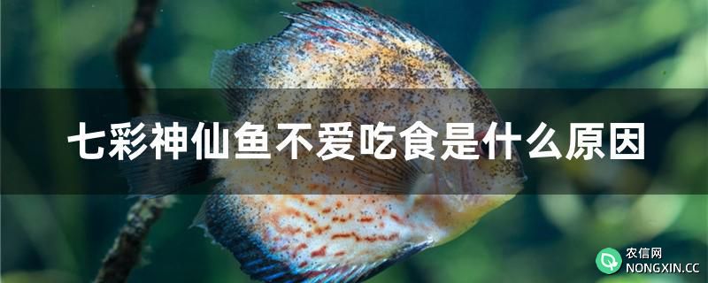 七彩神仙鱼不爱吃食是什么原因