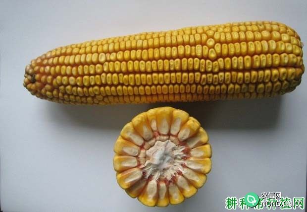 泽玉16玉米品种好不好