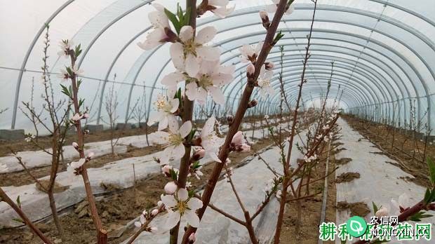 桃树开花授粉有什么特点