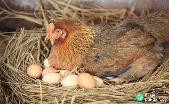 引起母鸡就巢性的生理机制
