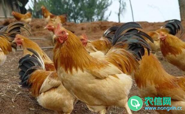 海南名鸡：文昌鸡，有400年历史的地方鸡种(1)