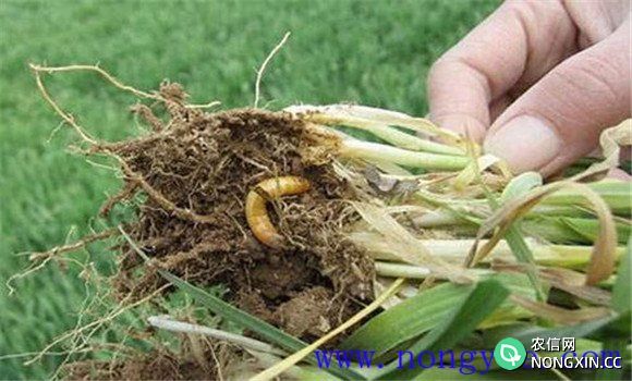 危害小麦的主要地下害虫有哪些