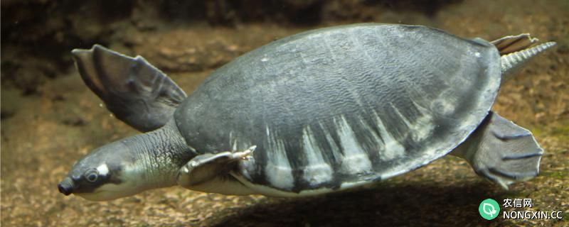 猪鼻龟怎么看公母，什么时候繁殖