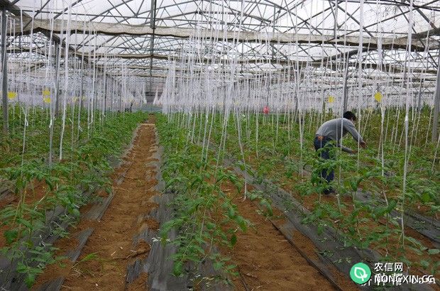 种植西红柿需要怎样的环境条件