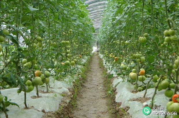 种植西红柿需要怎样的环境条件