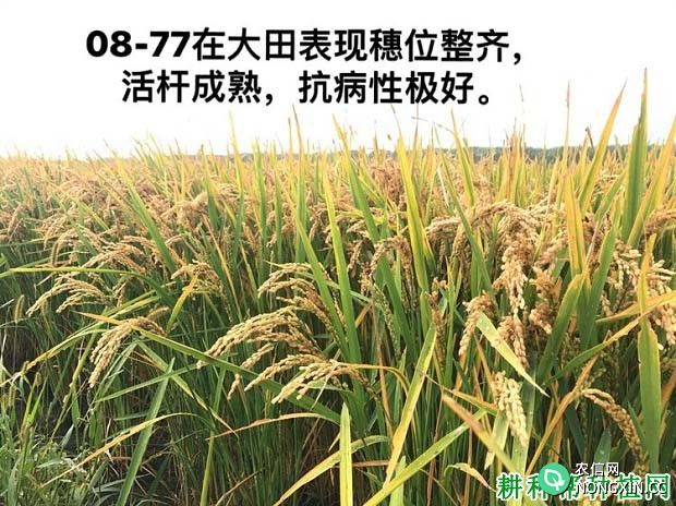富尔08-77水稻品种好不好