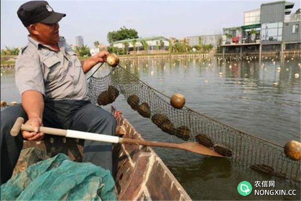 育珠蚌养殖的方法