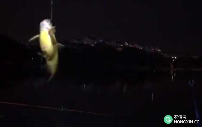 夜钓黄颡鱼