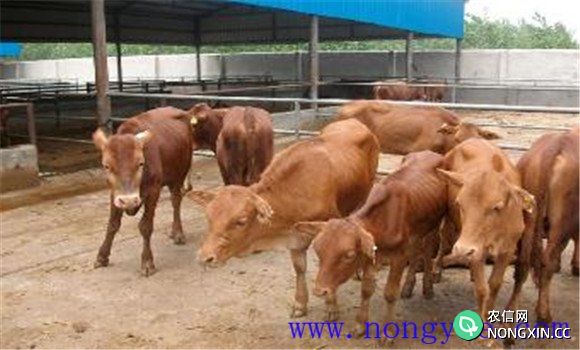 牛场环境条件与保护