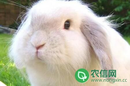 兔子品种之巨型安哥拉兔，耳朵呈V型的多毛优质兔种