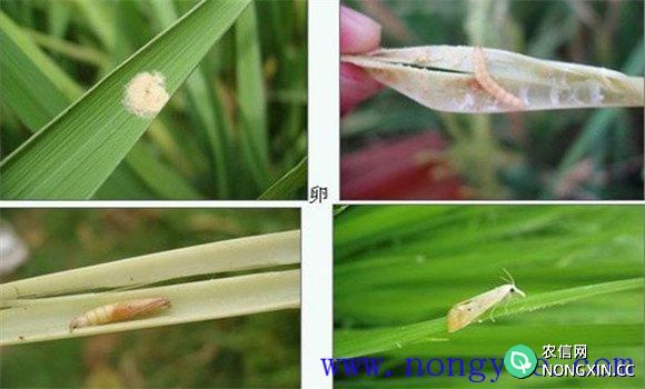 中稻抛秧栽培中三化螟的防治对策