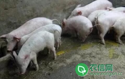 细菌性疾病导致的秋季猪腹泻问题
