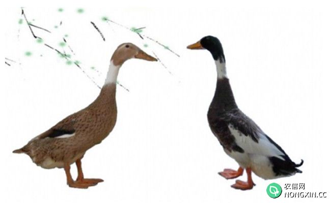 绍兴鸭的外貌特征和生产性能