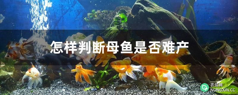 怎样判断母鱼是否难产