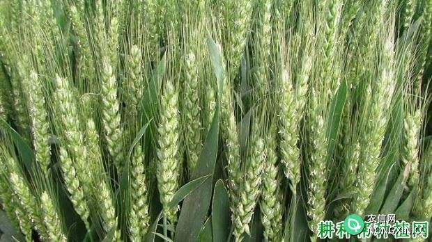 平安7号小麦品种好不好