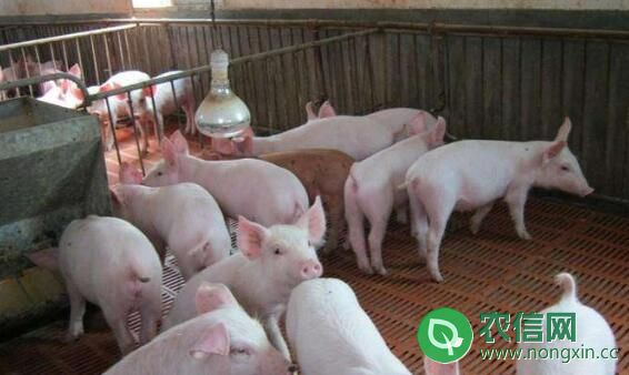 后备母猪分栏饲养，加强饲喂管理是关键