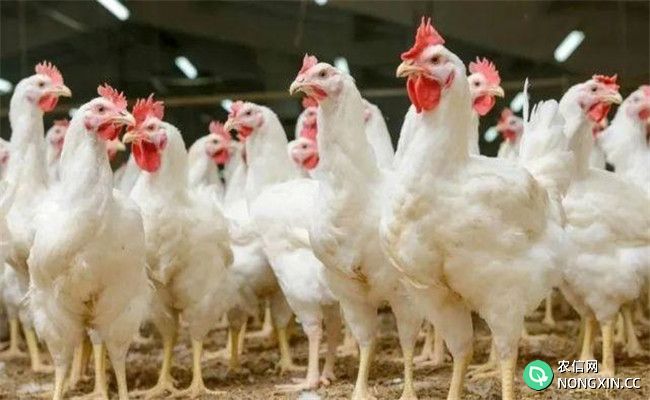 农村养鸡雏鸡死亡率高成鸡成活少的原因