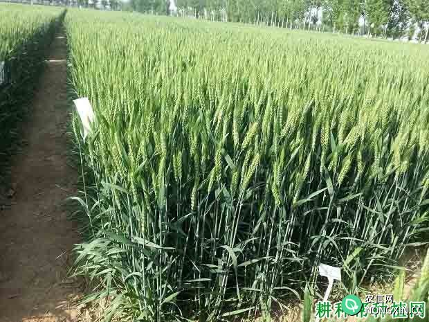 宁冬15号（WF0201）冬性小麦品种好不好