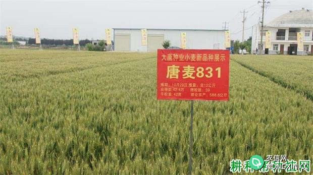 唐麦831小麦品种好不好