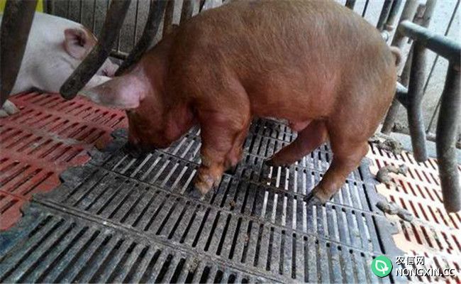 猪场常见病的一般免疫程序